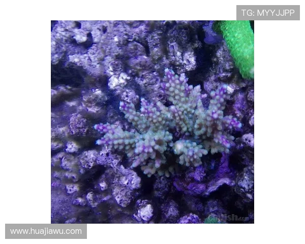 北京赛车历史开奖记录查询及趋势分析实用技巧